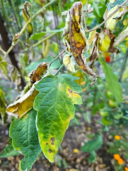 Early Tomato Blight - What Early Blight Is & How To Recognize It