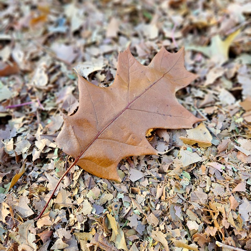A full leaf on a pile of mulched leaves.