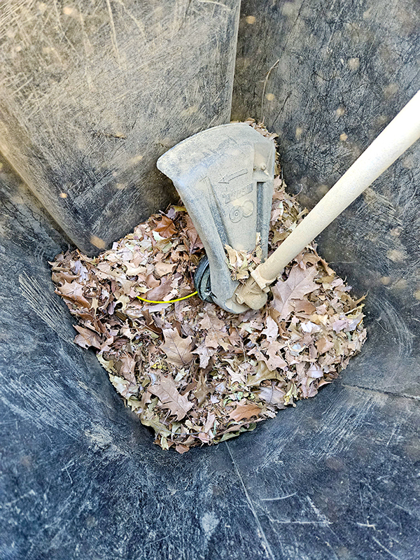 A trash can full of mulched leaves.