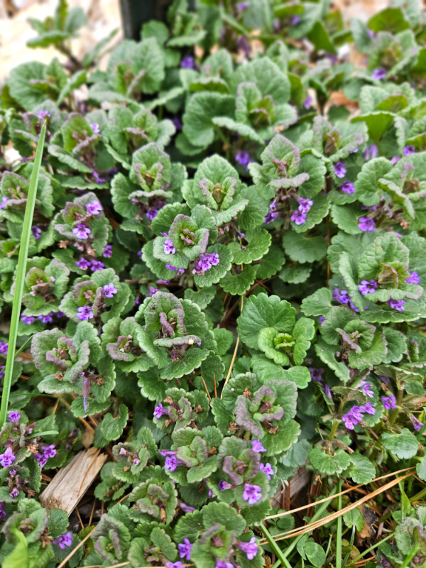 Creeping Charlie blooming - 10 Edible Weeds