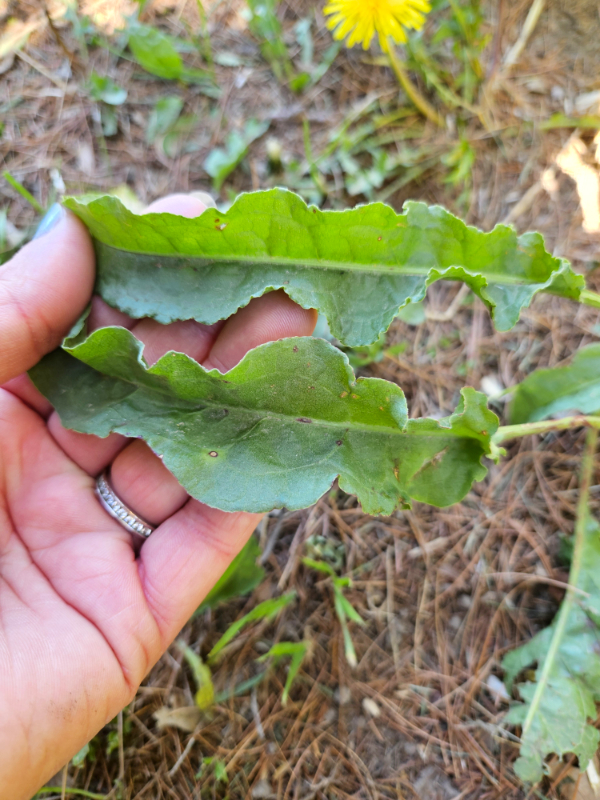 Two Curly Dock leaves - 10 Edible Weeds