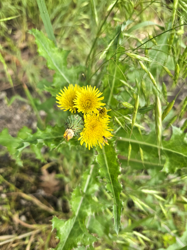 Dandelion blooms and leaves - 10 Edible Weeds