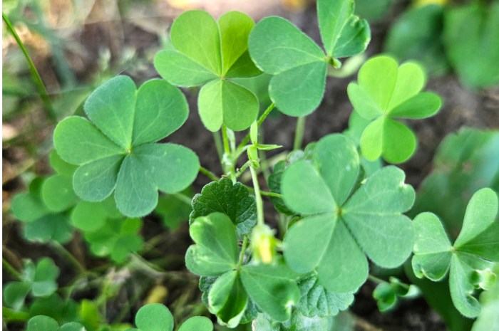 10 Edible Weeds – Plants To Forage From Your Own Backyard