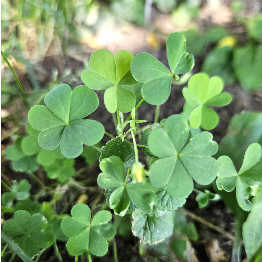 11 Edible Weeds