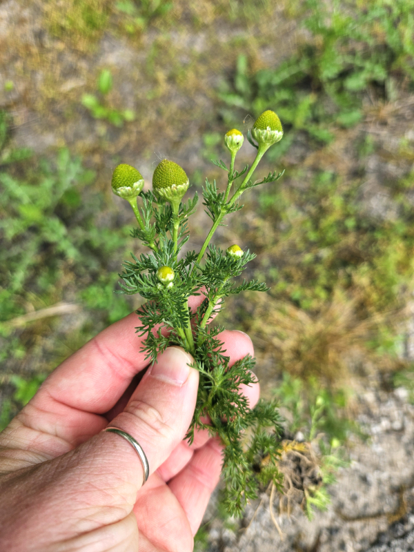 A hand holding Pineapple Weed