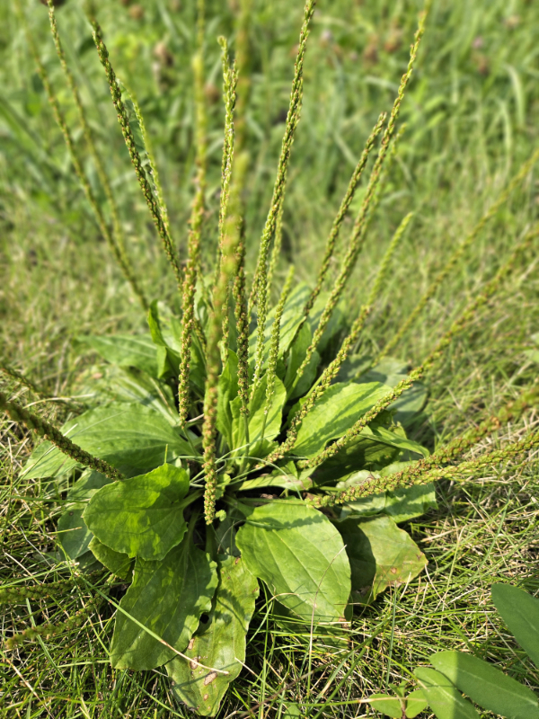 A Plantain plant with several seed spikes