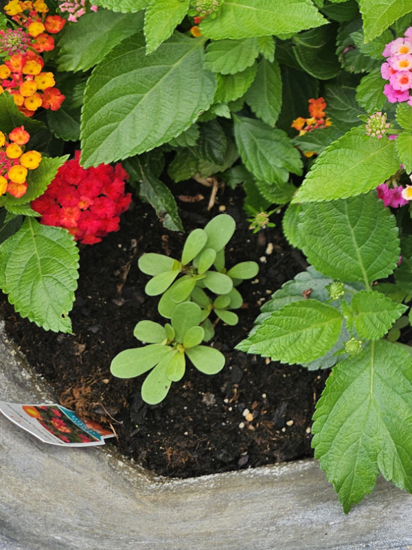 Purslane growing next to lantana plants 