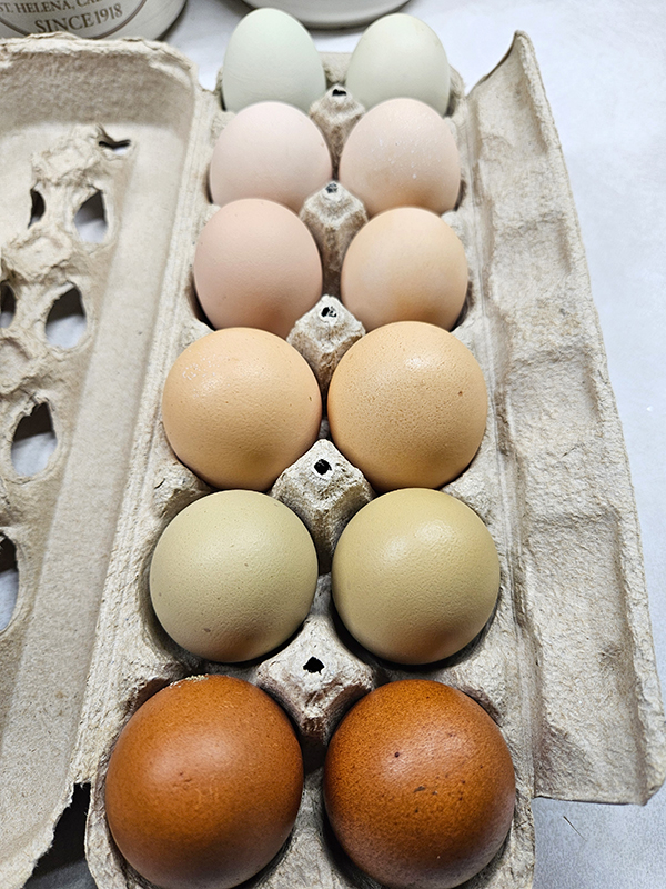 A rainbow of eggs - Myths or facts on Chicken eggs