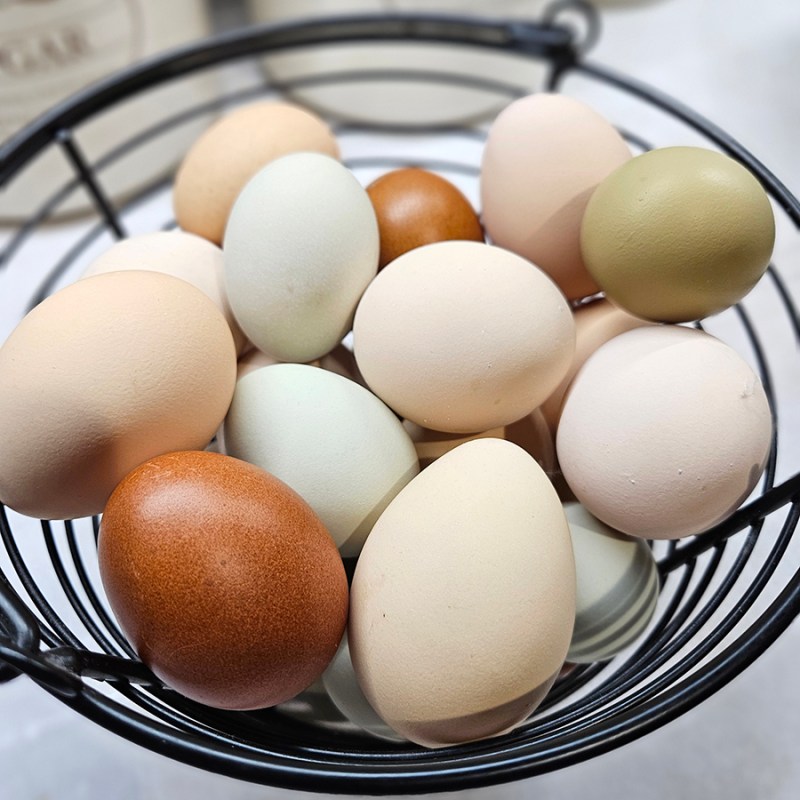 Farm fresh chicken eggs - myths or facts