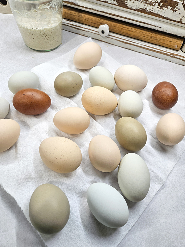 Washed eggs on a countertop - Myths or facts on Chicken eggs