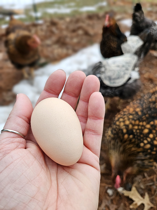 A hand holding an egg - Myths or facts on Chicken eggs