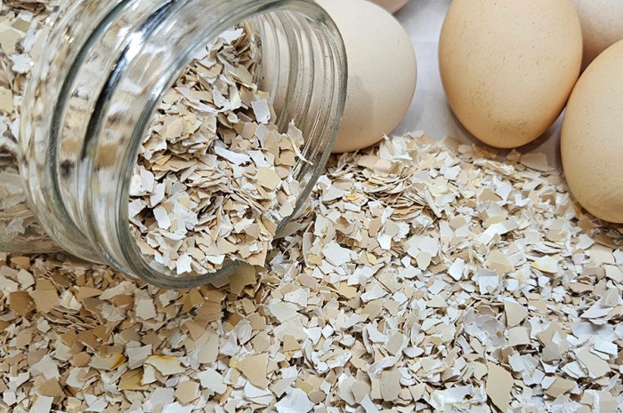 How To Save And Use Eggshells In Your Garden