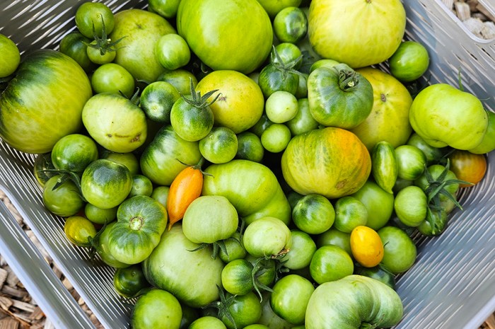 End Of The Season Tomatoes – Cleaning Up Tomato Plants In Fall