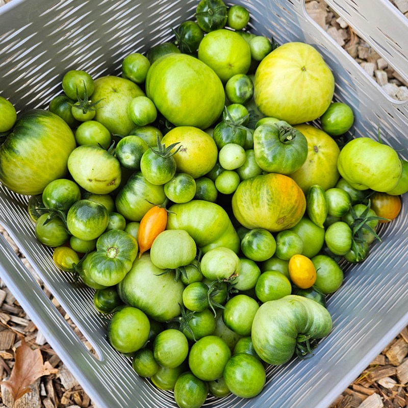 Green tomatoes in a gray bucket - end of the season tomatoes