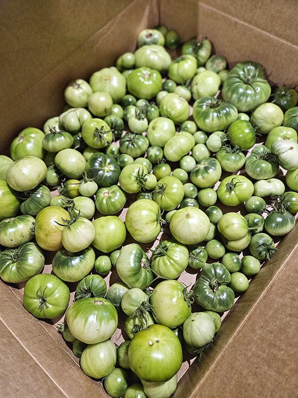 Green tomatoes in a box - end of season tomatoes
