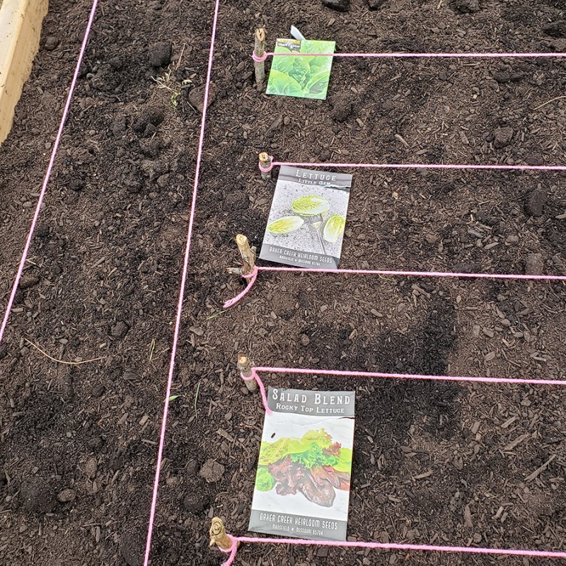 Lettuce seed packets recently planted in the fall garden