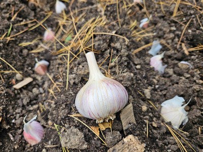 The Fall Garden - Cold Weather Crops To Plant And Harvest