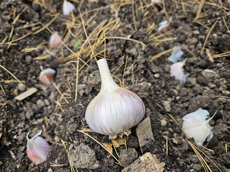 Garlic cloves planted in the fall garden
