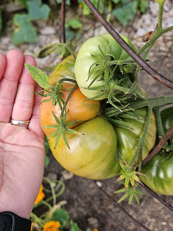 A large ripening red brandywine tomato
