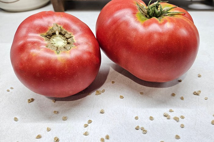 Fermenting Tomato Seeds – Save Your Favorite Tomato Plants!