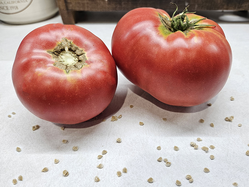 Two red tomatoes with seeds in front that were saved via fermenting.