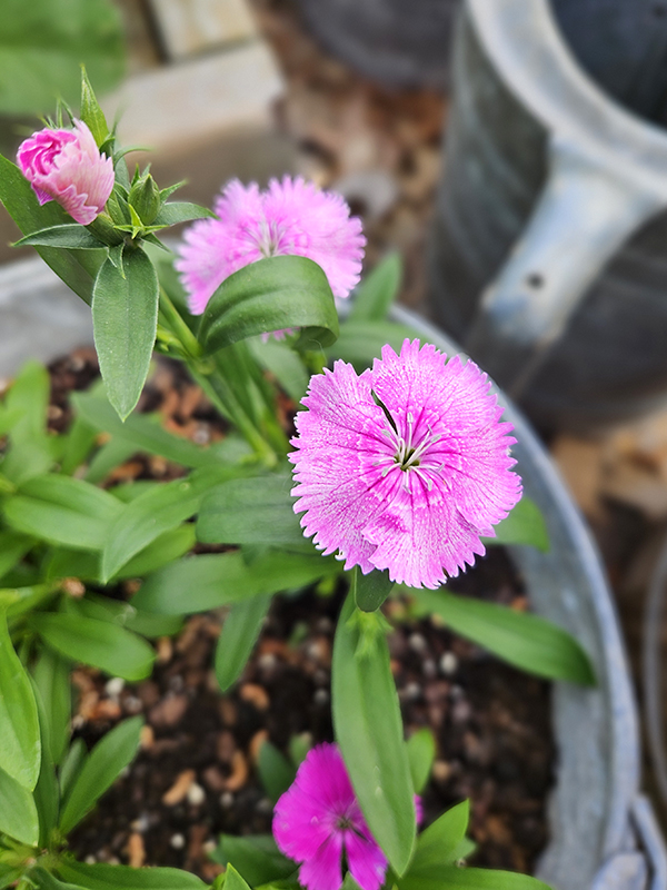 Dianthus flower blooming