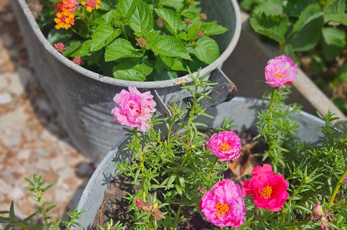 Favorite Garden Flowers Of 2024 – What To Include This Year!