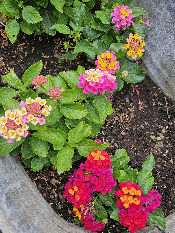 Lantana - favorite garden flowers of 2024
