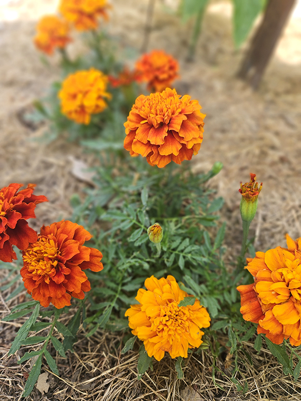 marigolds - favorite garden flowers of 2024