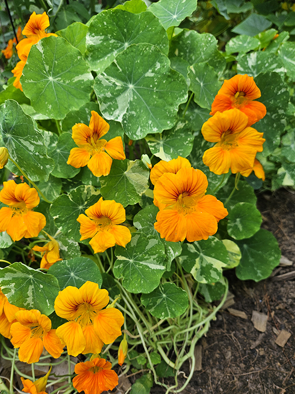Nasturtiums blooming - favorite garden flowers of 2024