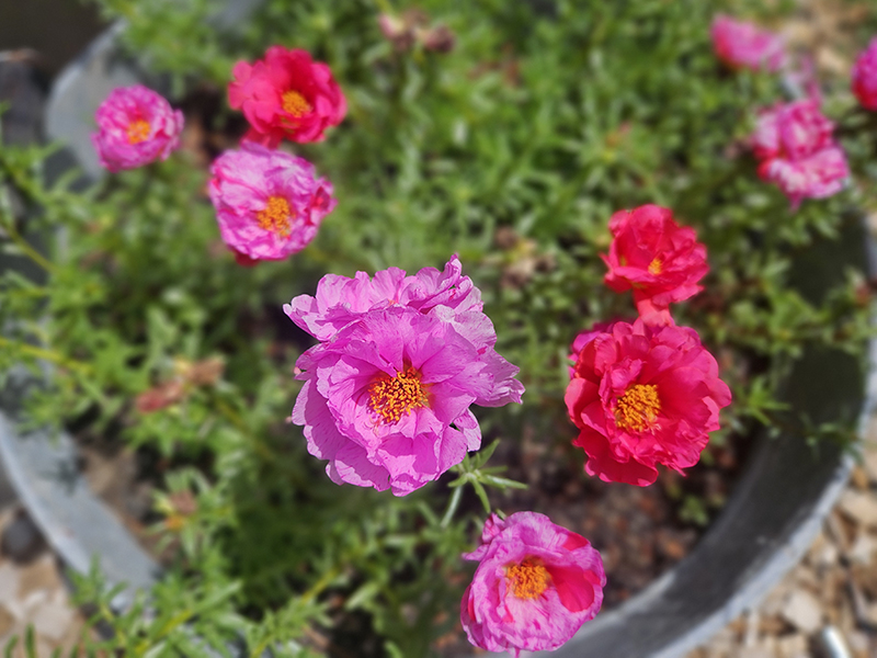 Portulaca blooms in pinks