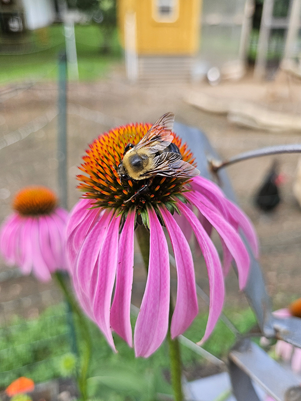 A large bumblebee on a purple coneflower