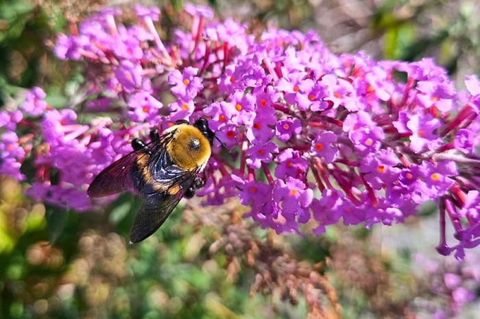 8 Flowers That Attract Bees And Other Pollinators