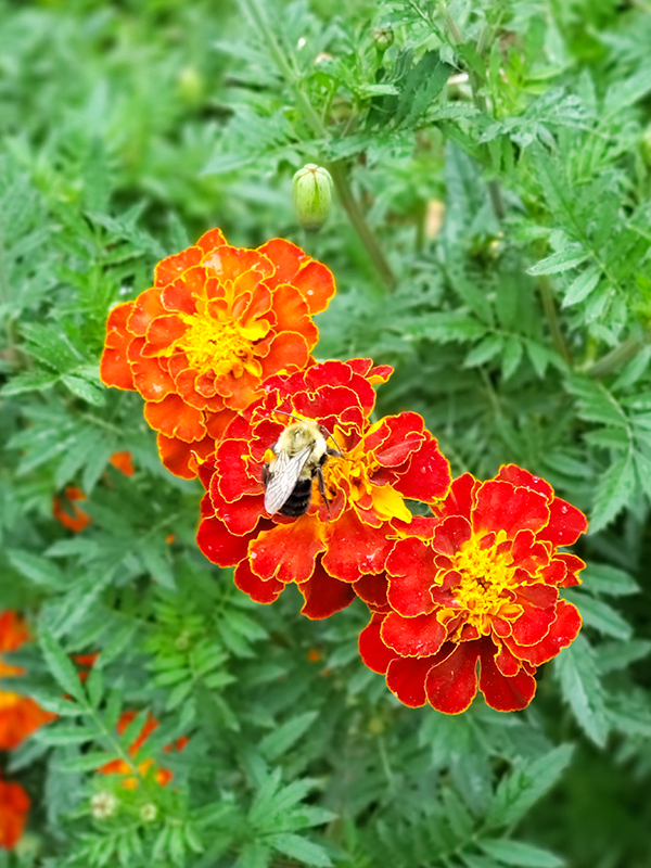 A bumble bee on an orange and yellow marigold bloom