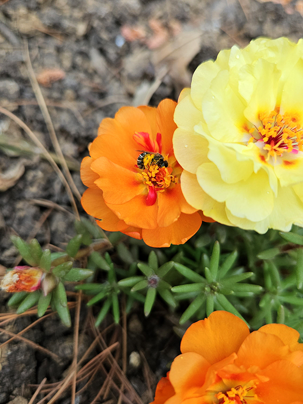 Orange and yellow portulacas - 8 Flowers That Attract Bees