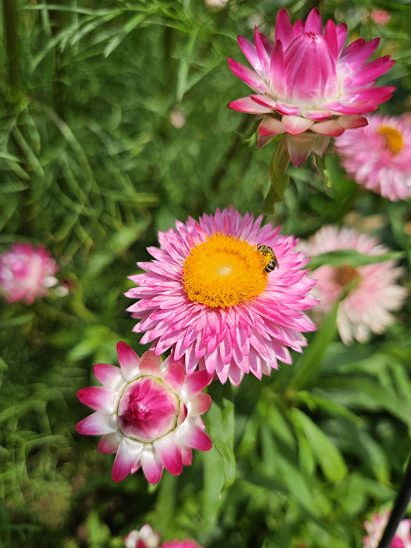 Pink strawflowers