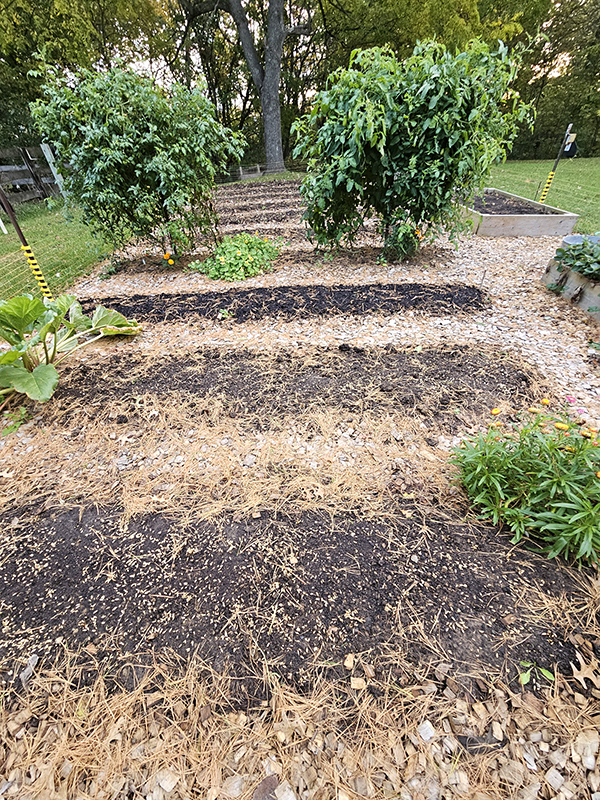 A mostly cleared out garden