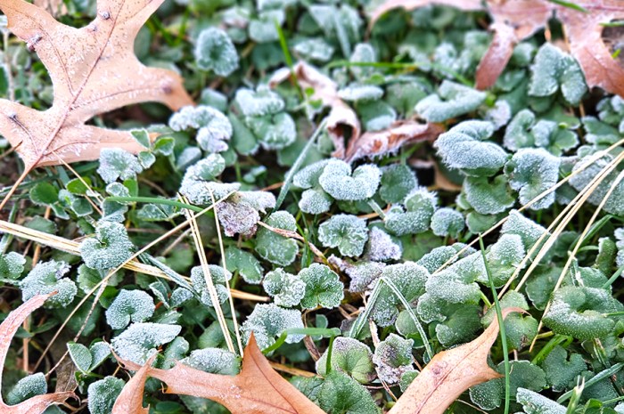 First Frost & Hard Freeze – Prepare The Garden For Cold Weather
