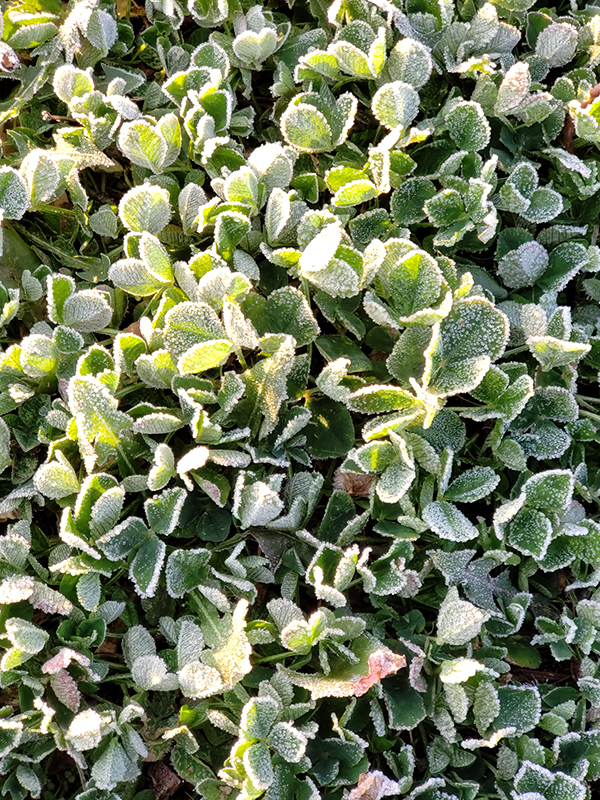 frost covered clover