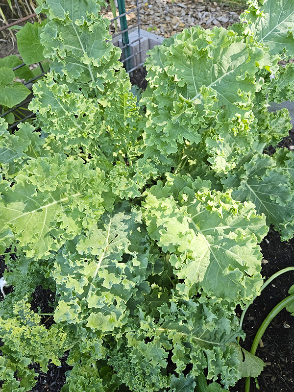 Kale - First Frost and Hard Freeze