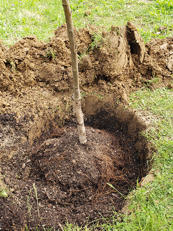 A fruit tree that was added to a freshly dug hole.