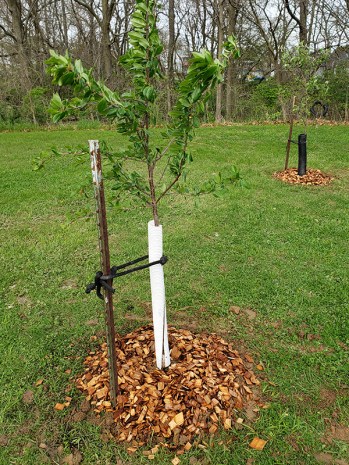 Plant Fruit Trees In The Fall – Get A Head Start On Spring Growth!