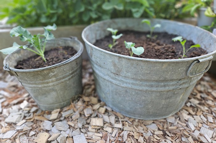 How To Use Galvanized Buckets As Growing Containers