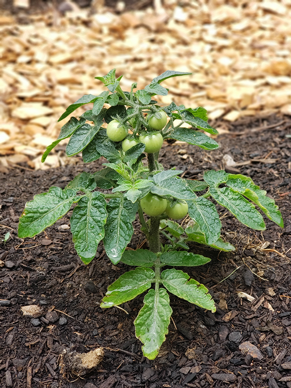 An orange hat tomato with a few unripe tomatoes growing.