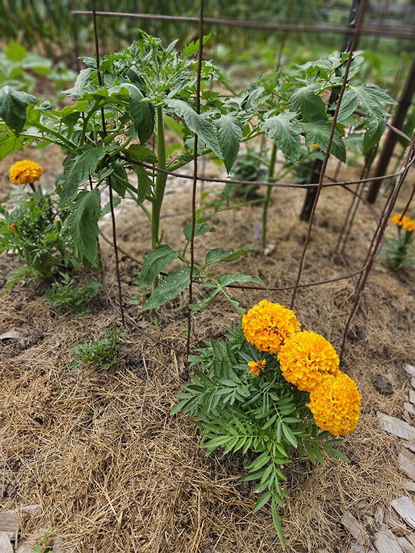 Marigolds and tomatoes planted together.