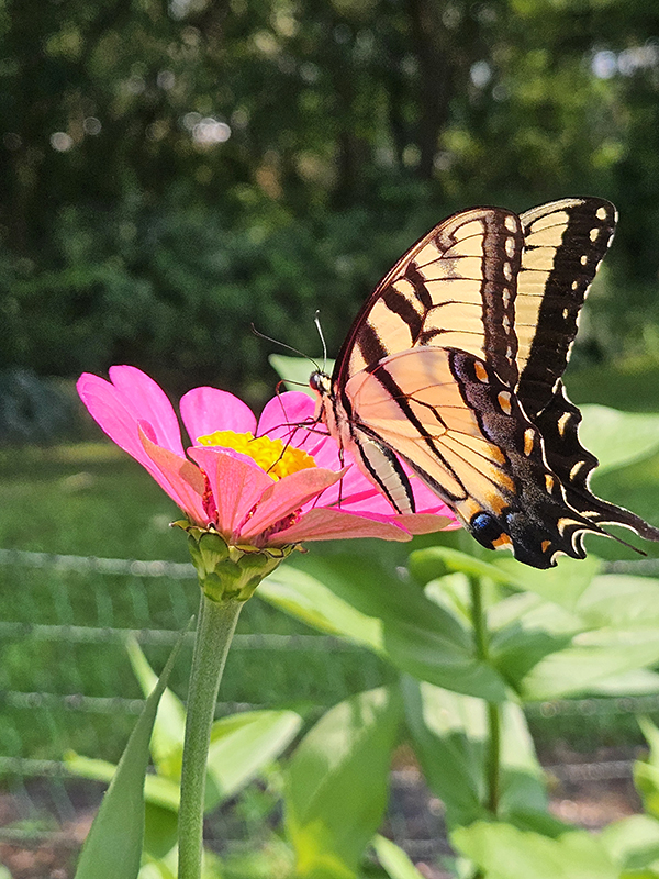 A butterfly on a pink bloom - Gardening Benefits