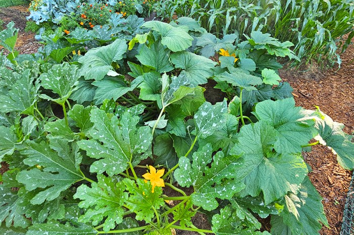 The Benefits Of Gardening – Going Beyond Just Growing Food