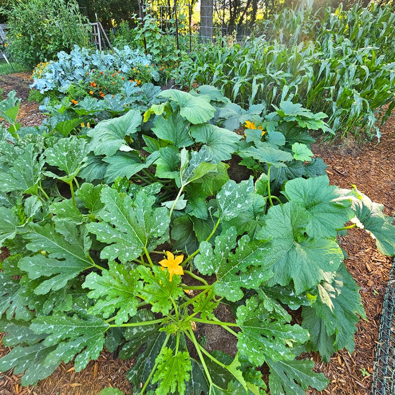 The Benefits of Gardening