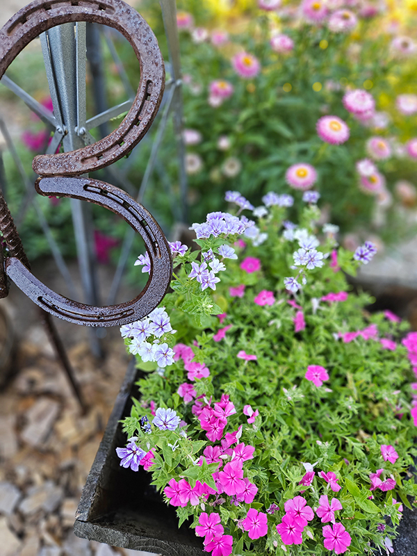 Flowers in various containers