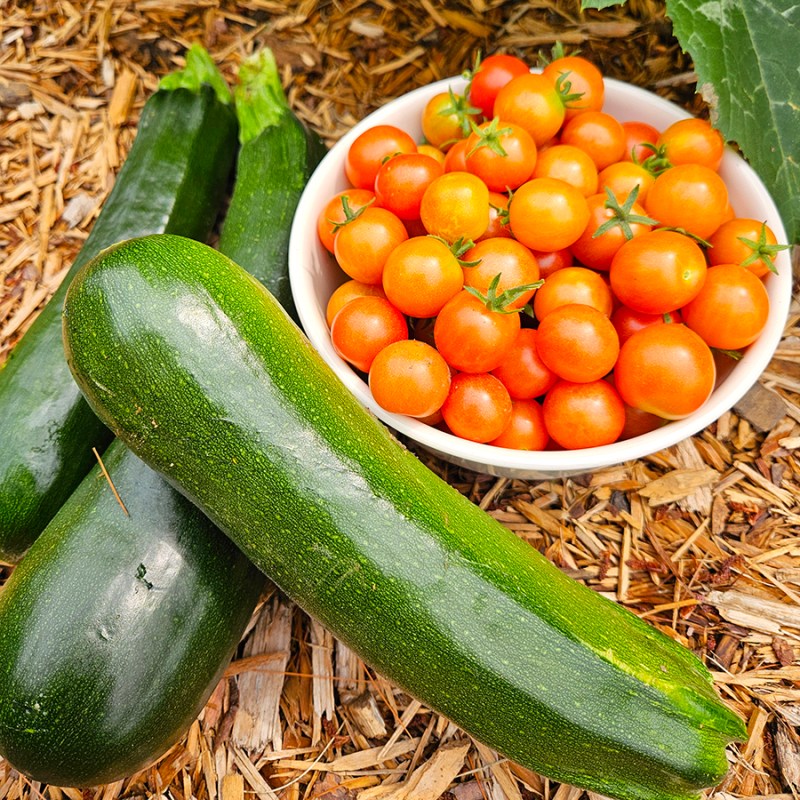 harvested zucchini and tomatoes - 5 Gardening Lessons